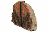 7.6" Tall, Arizona Petrified Wood Bookends - #202305-2